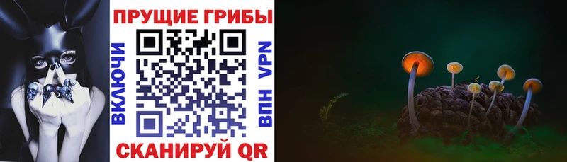 Псилоцибиновые грибы Psilocybine cubensis Хасавюрт